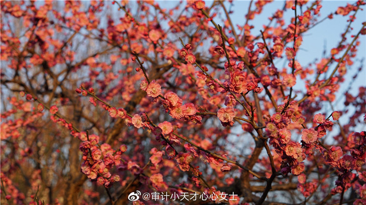幸福梅林.jpg